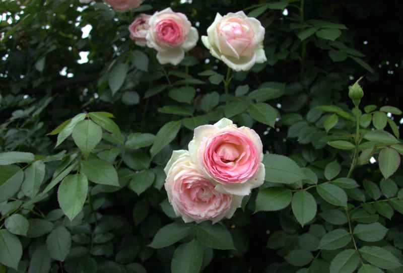 玫瑰 1