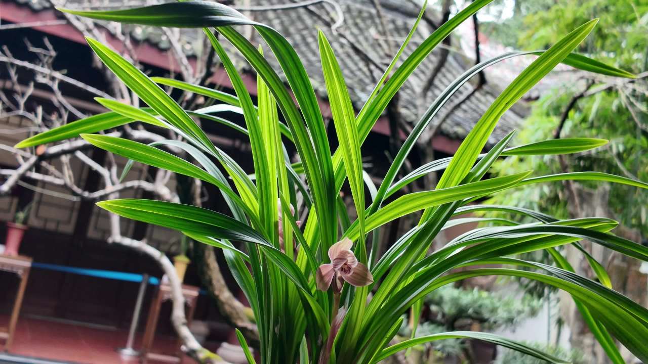 DJI_20250306111702_0167_D