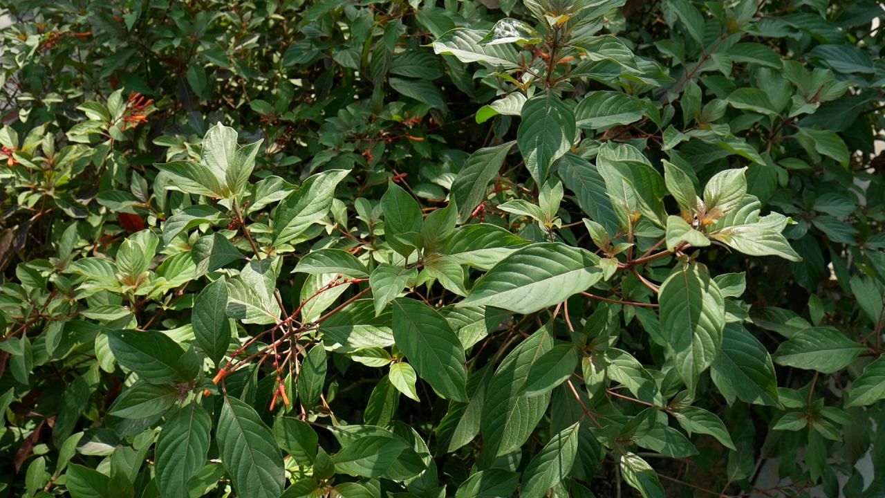 阳光树影微风中的长隔木