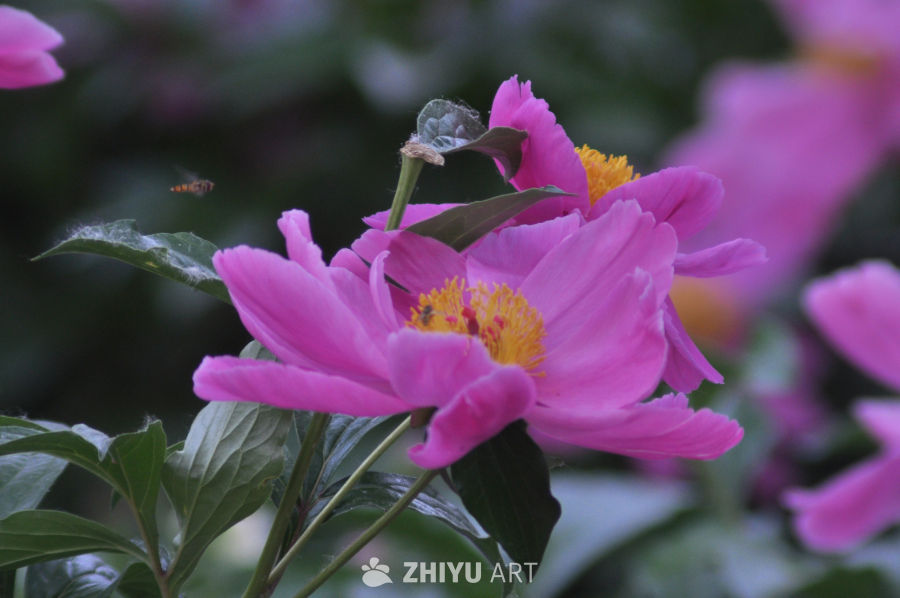 春日牡丹与蜜蜂