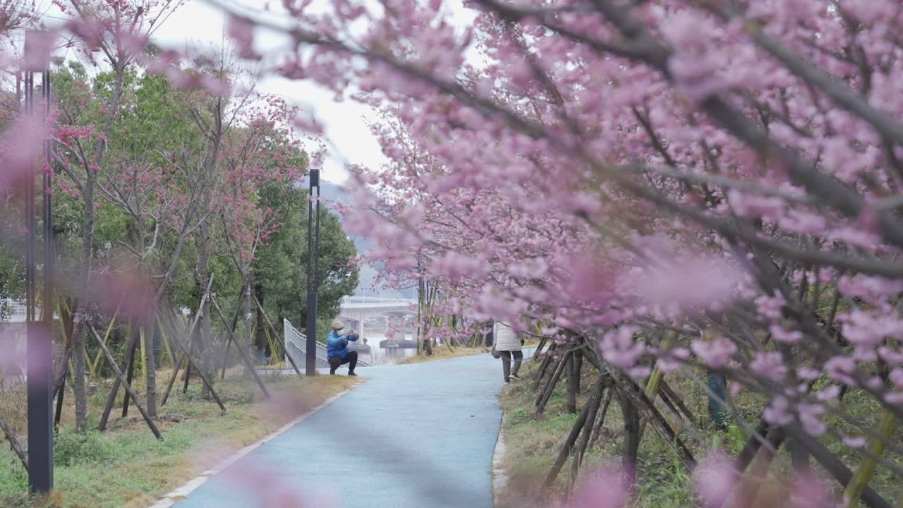 樱花下的漫步
