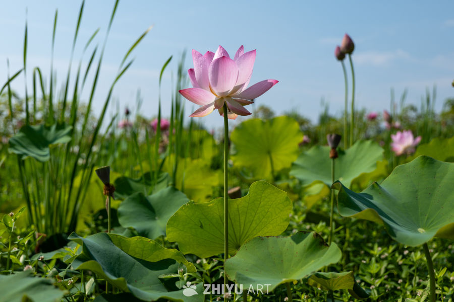 荷花 200