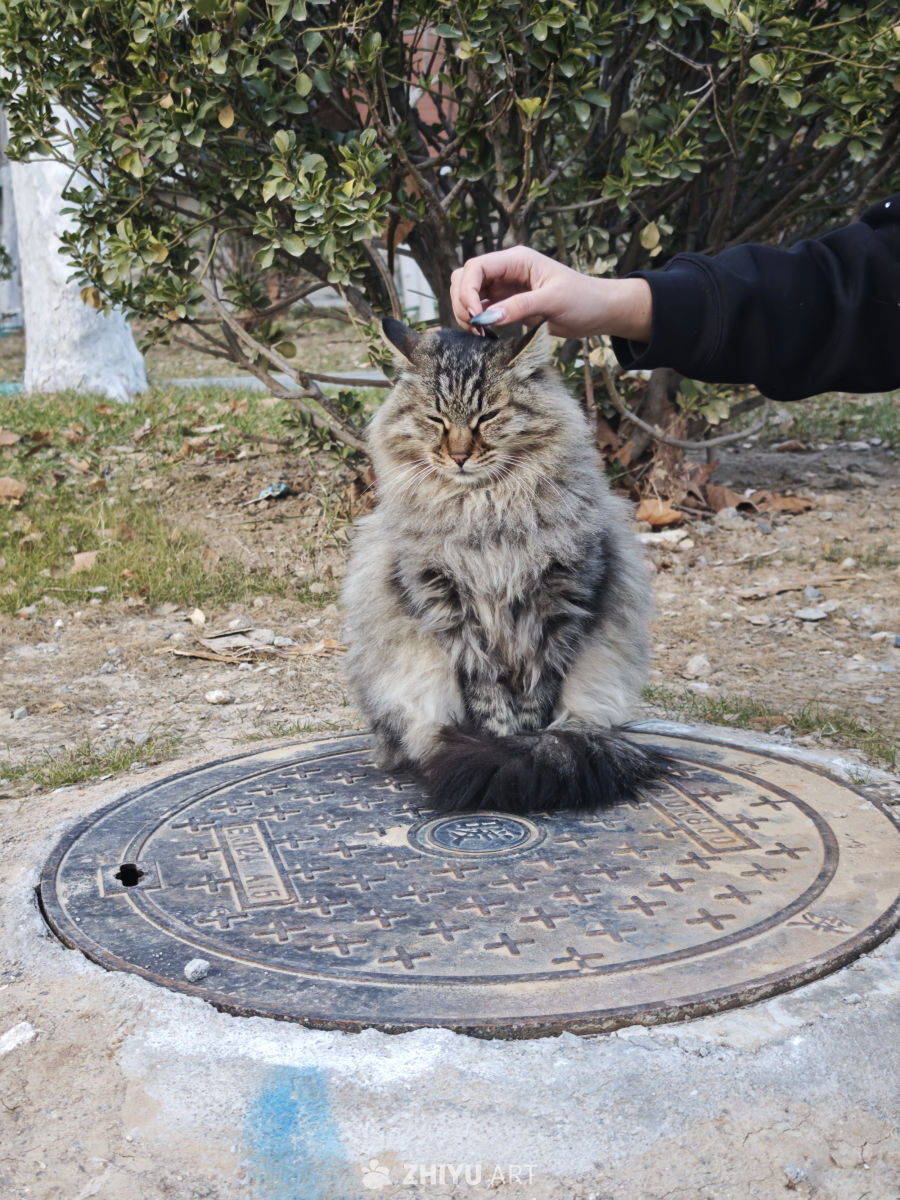 猫咪静坐井盖上被轻抚