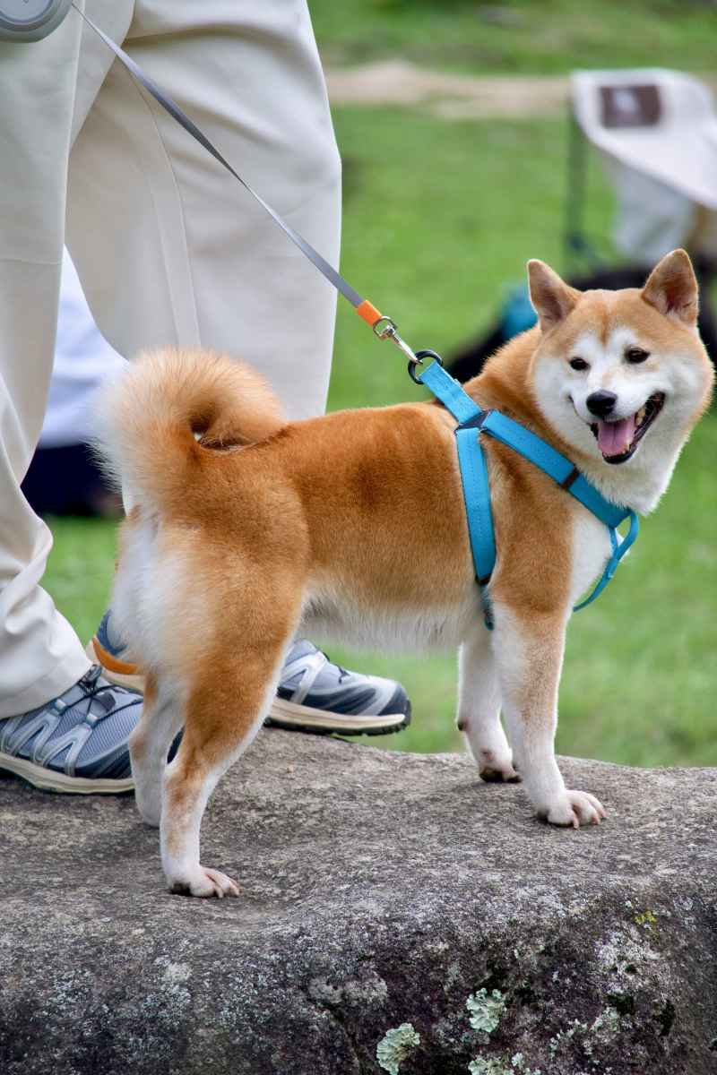 柴犬