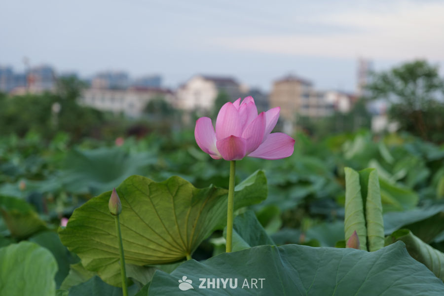 荷花 21
