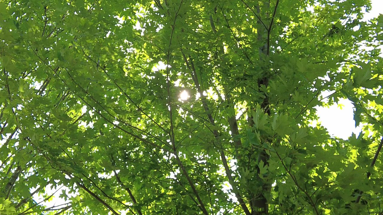 夏日阳光树枝树叶植物鲜花实拍  