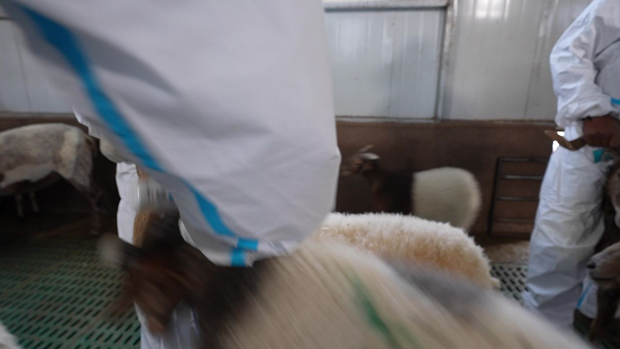 畜牧兽医团队工作记录