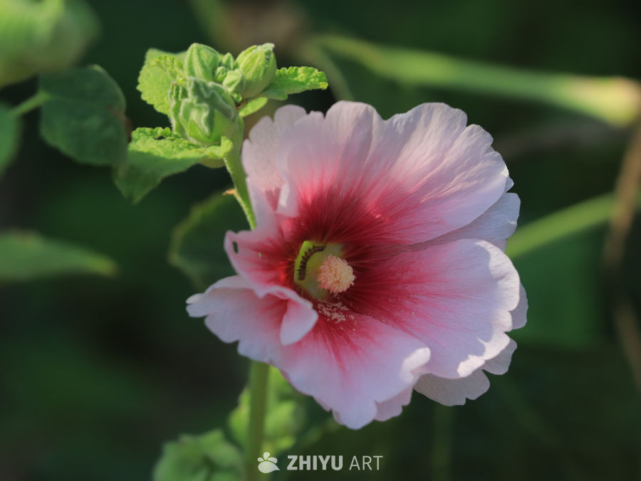 粉色花与绿叶的和谐