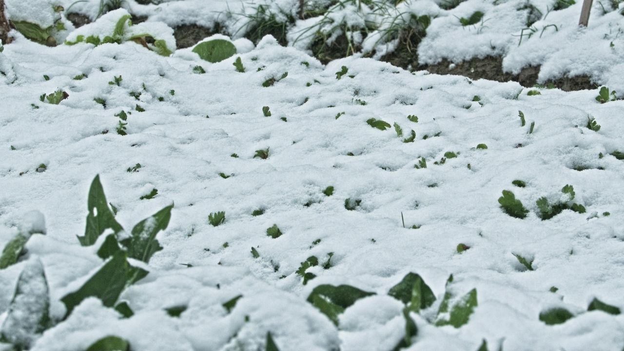 下雪慢镜头升格4K实拍空镜