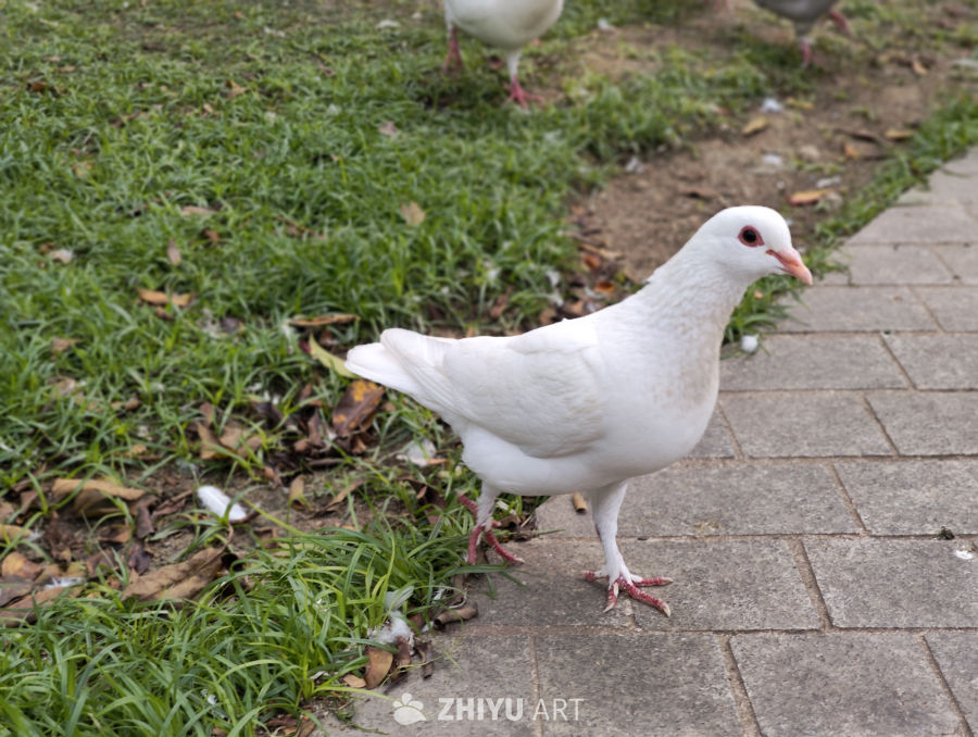 白色鸽子游乐场旅游景点 1