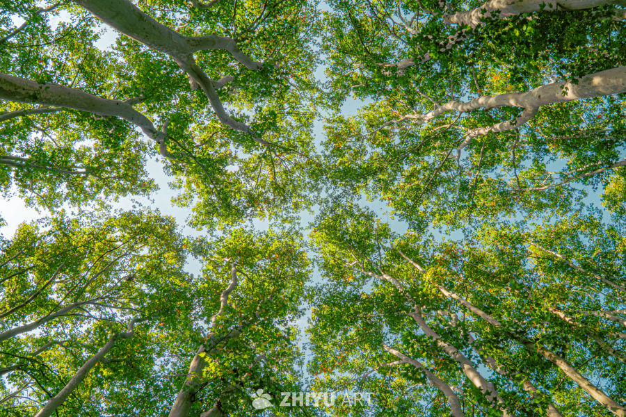仰望绿意盎然的树冠