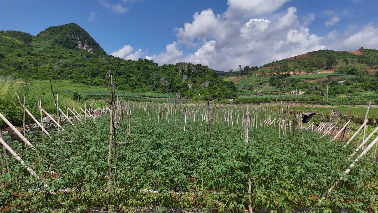 田园风光：竹竿与山丘的和谐共舞