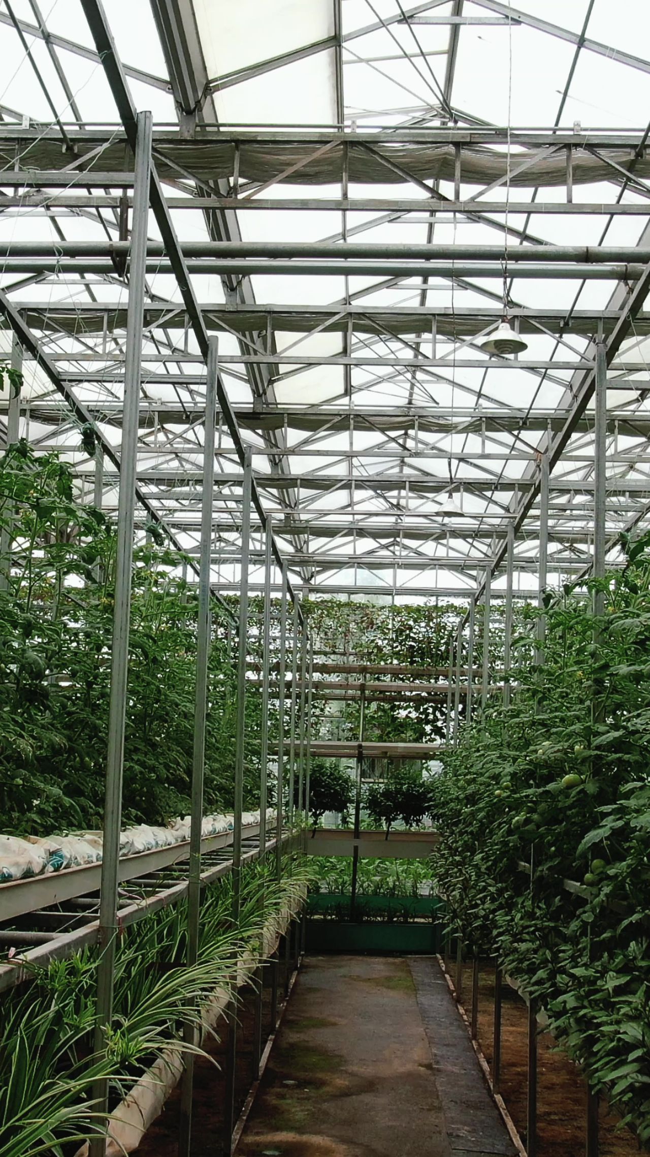现代农业无土种植邮寄蔬菜