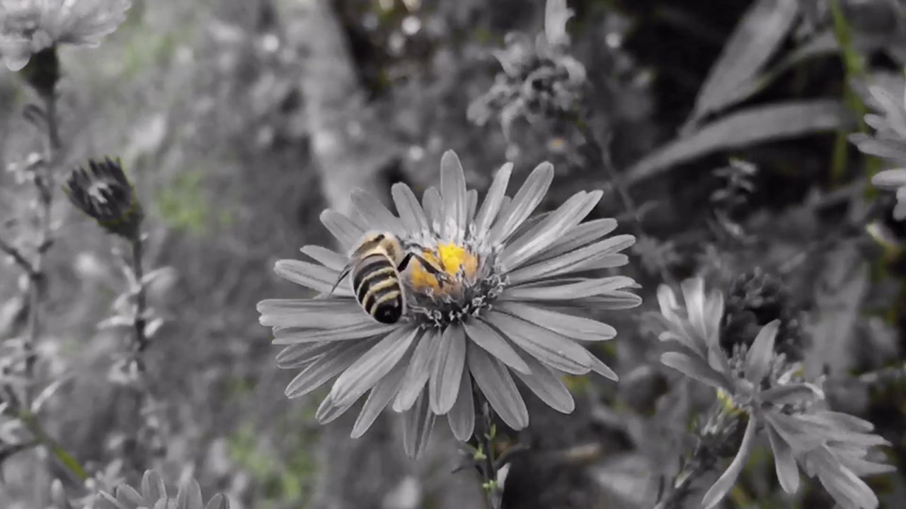 蜜蜂昆虫开花关闭