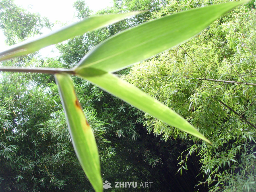 植物，树木 4