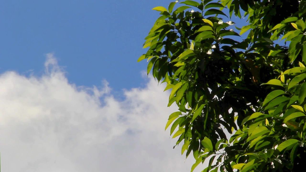 白兰树和白云飘3