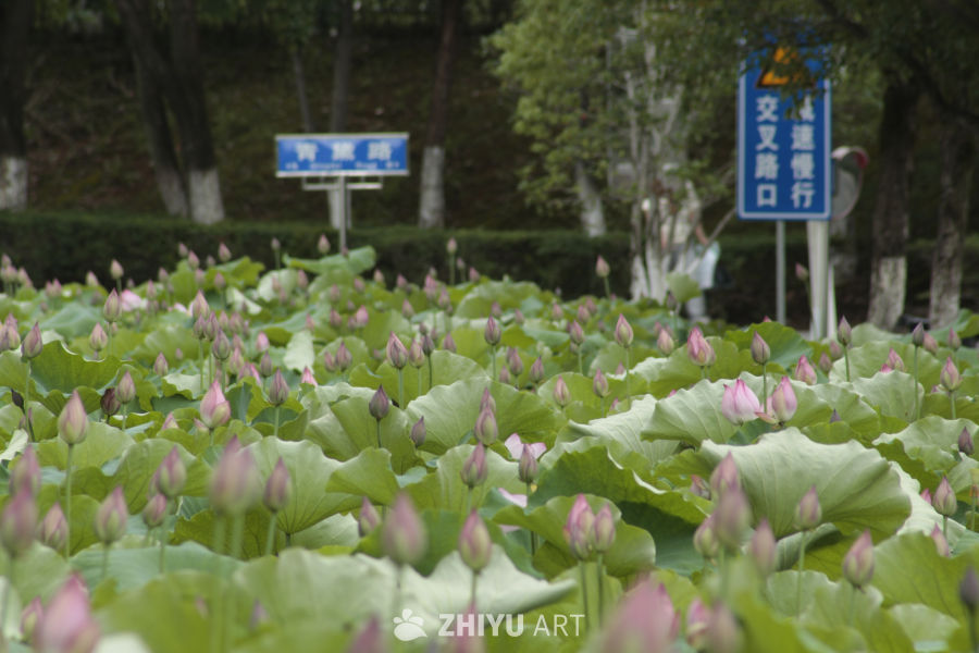 荷塘静谧景