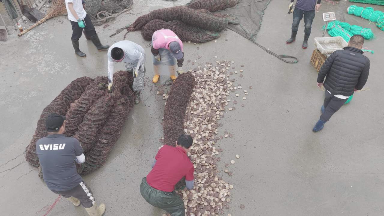 渔民分拣扇贝现场