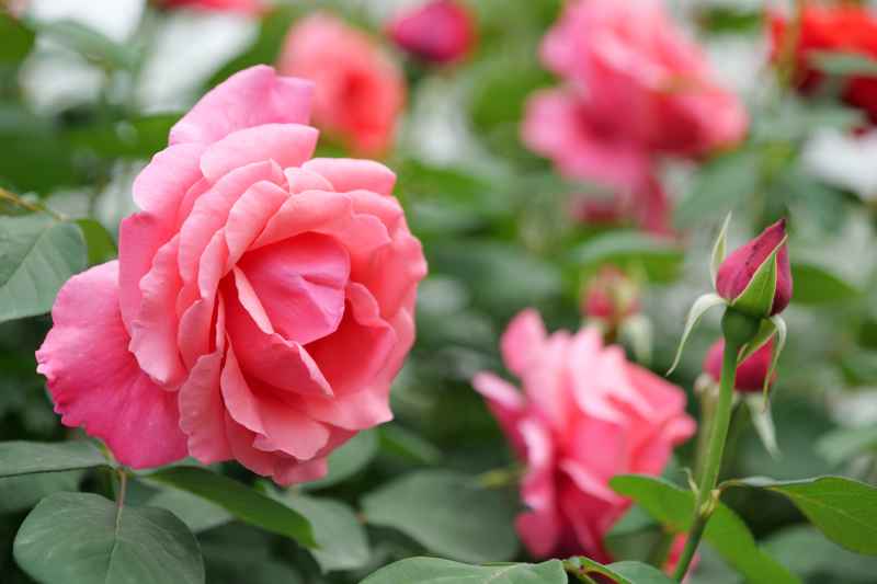 月季花 7
