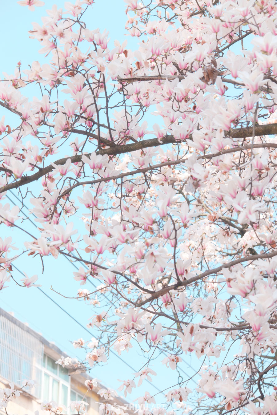 木兰花