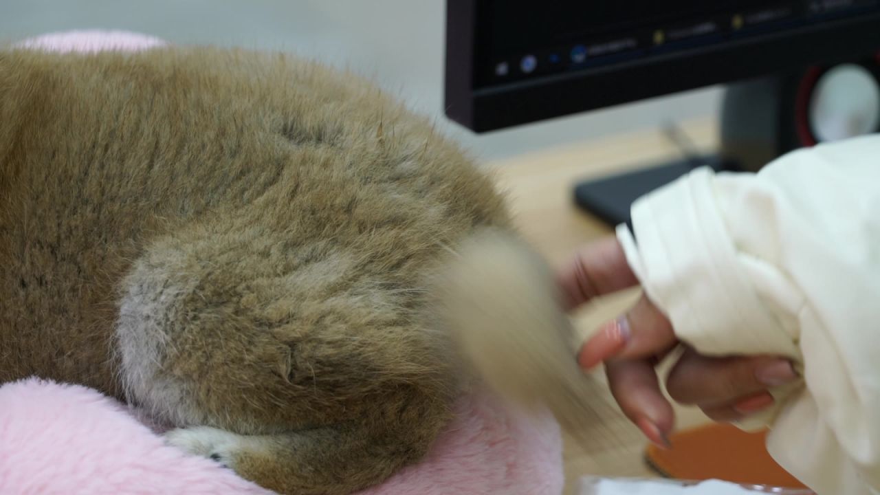 挑逗柴犬尾巴