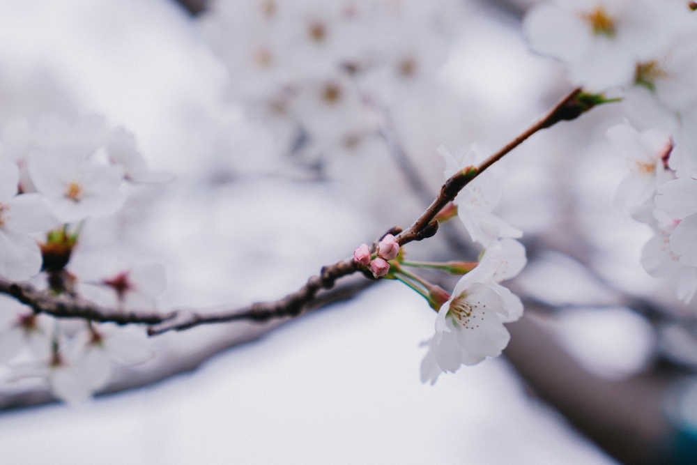 樱花季