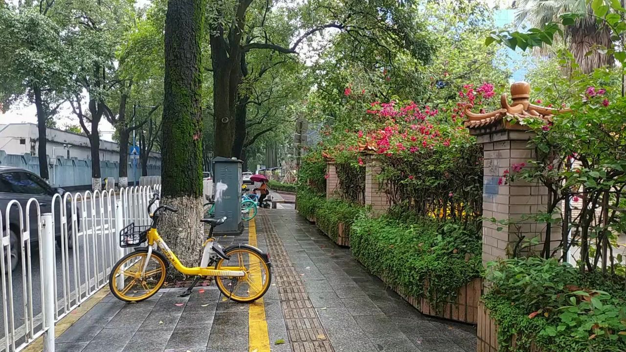 人行道的小黄车和叶子花