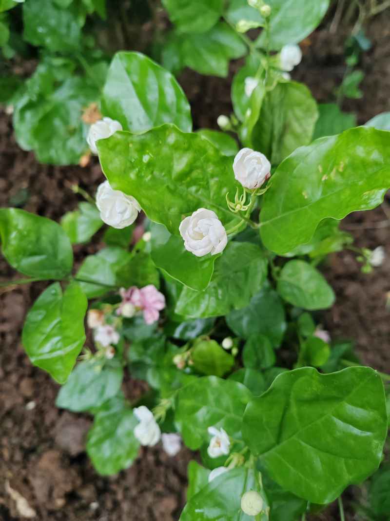 茉莉花