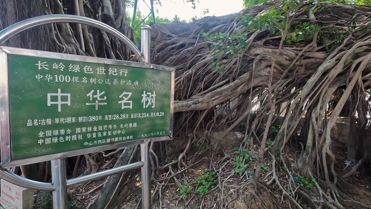 中华名树1
