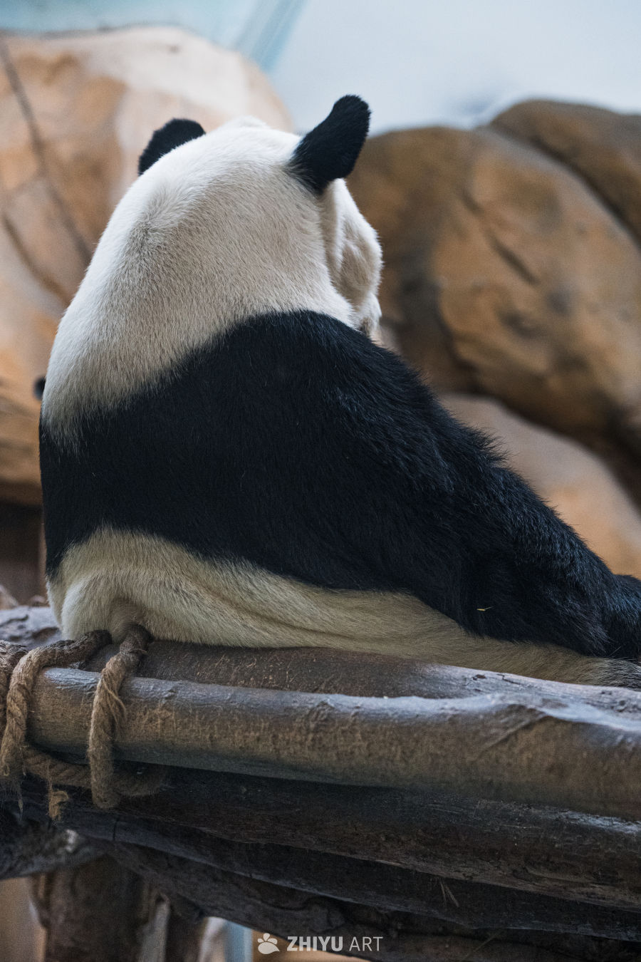 国宝大熊猫阳浜 
