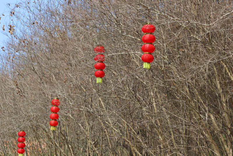 树上迎春红灯笼串5