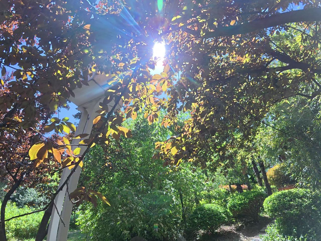 阳光透过树叶