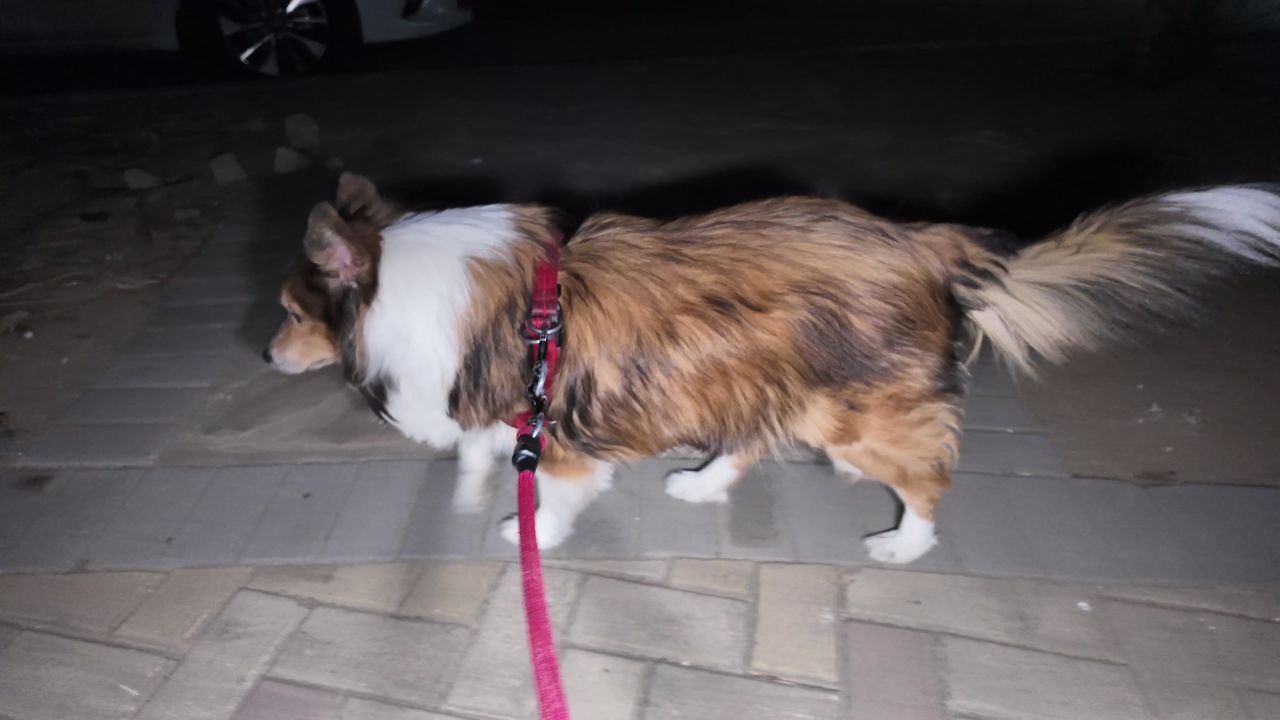 夜晚遛狗 3
