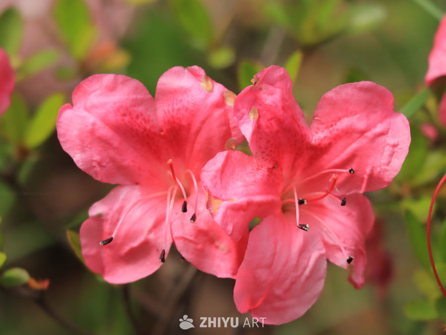 粉嫩杜鹃绽放春意