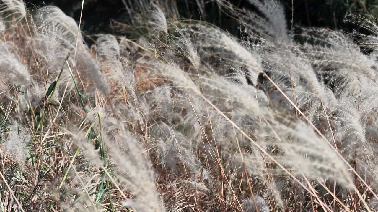 风吹芦苇静谧景