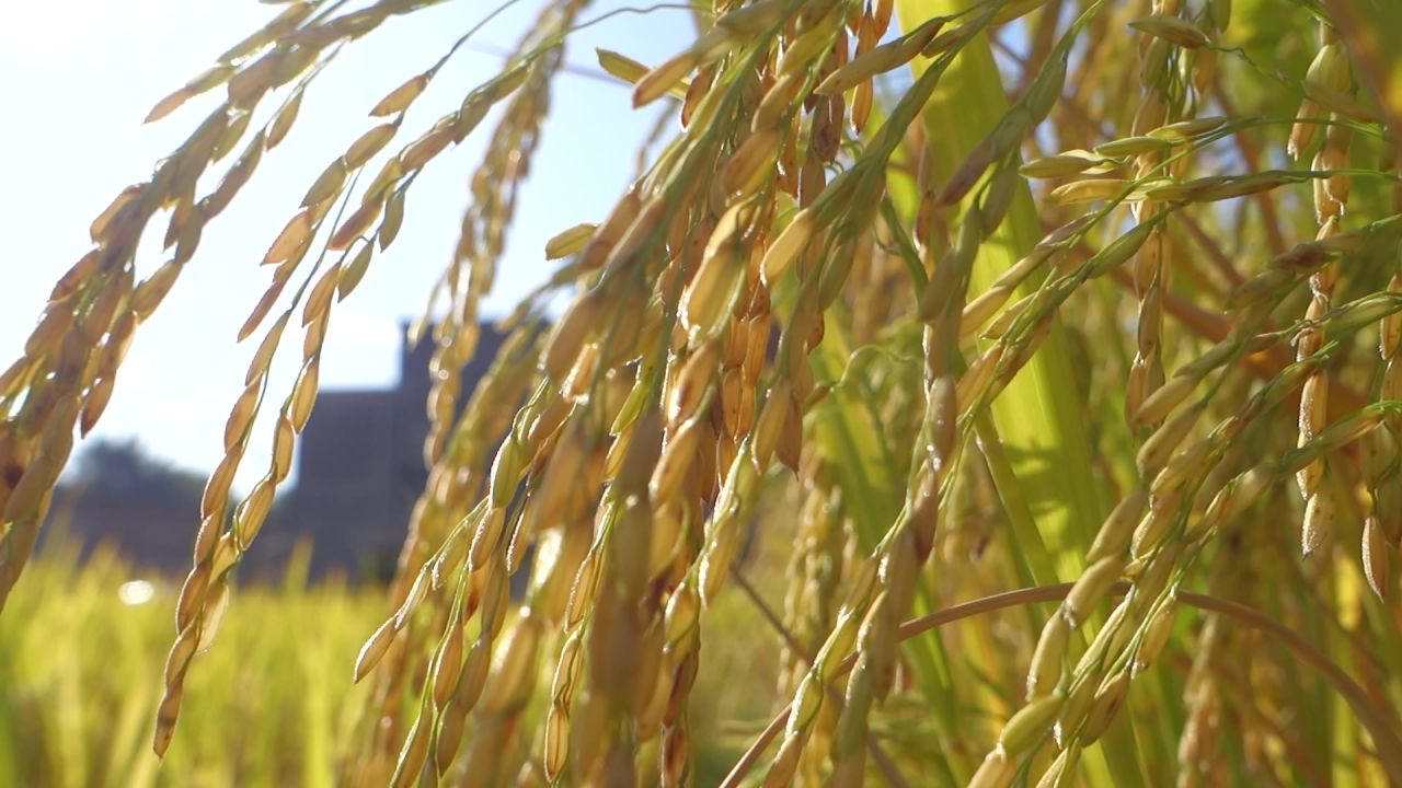 秋天水稻稻穗