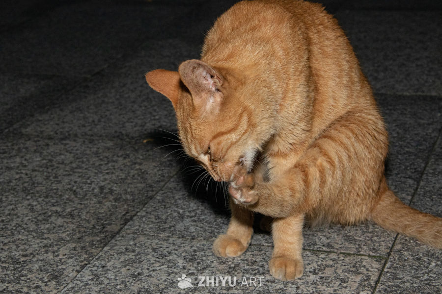 猫 18