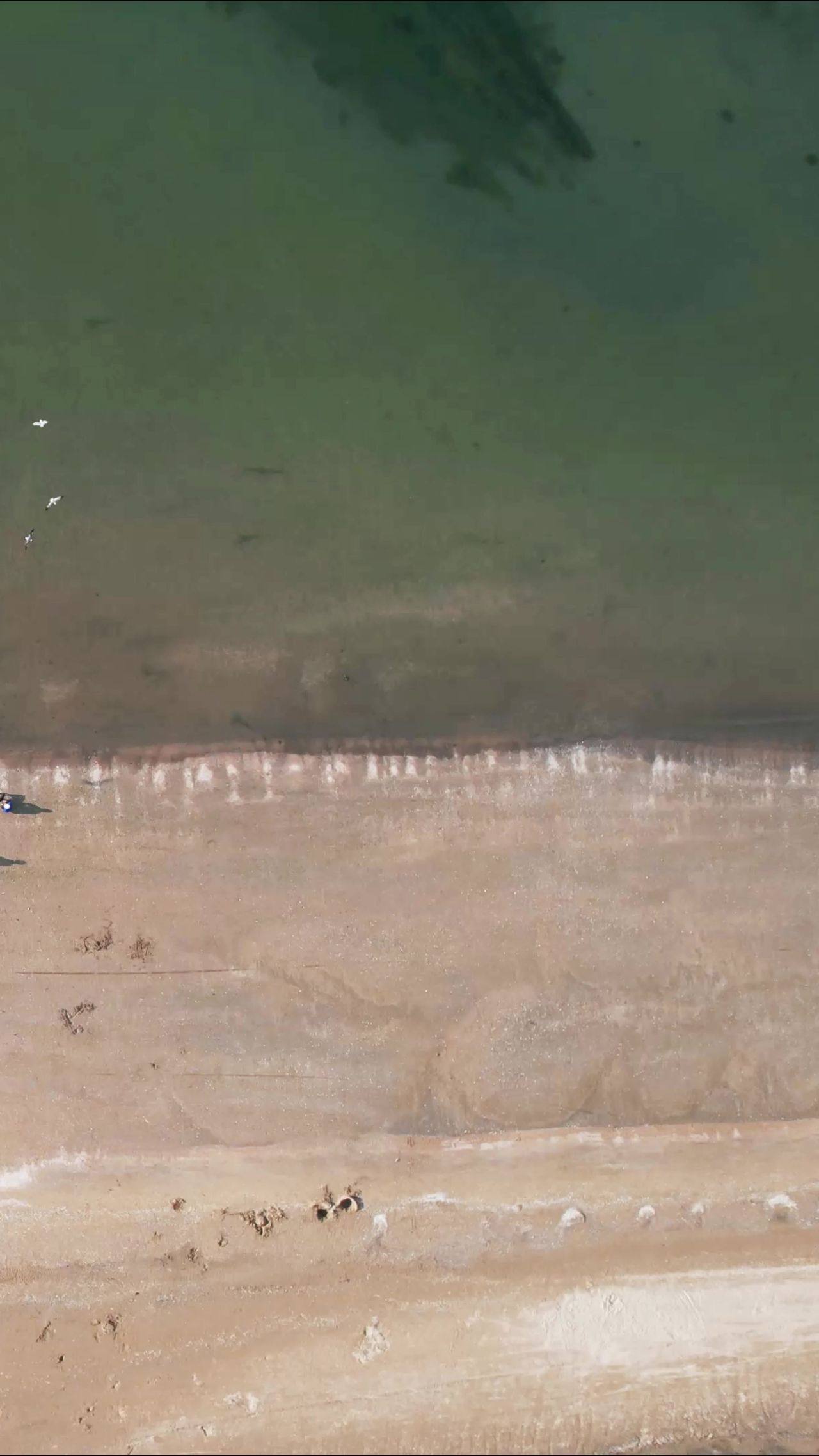 俯拍大海海浪沙滩海鸥竖屏  