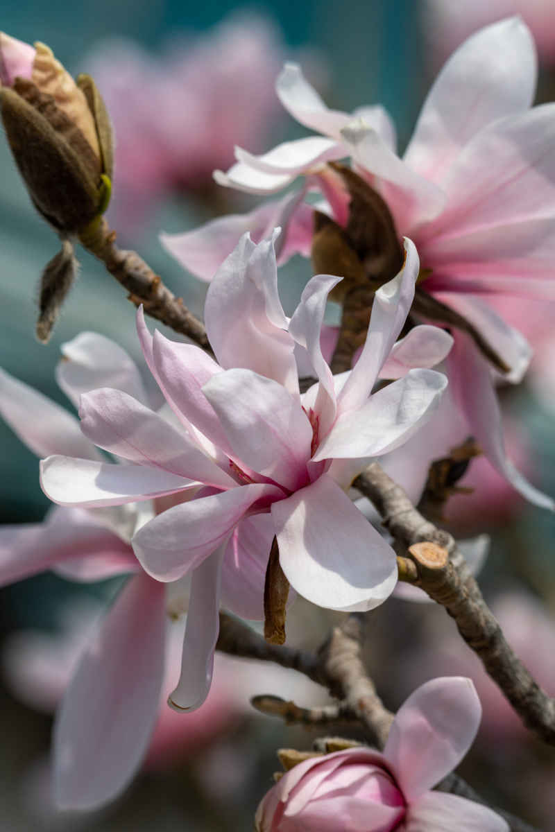 粉玉兰