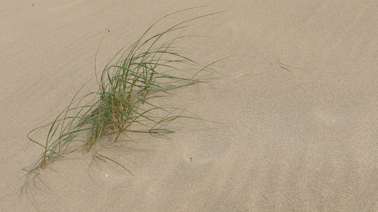 海滩沙海草沙丘