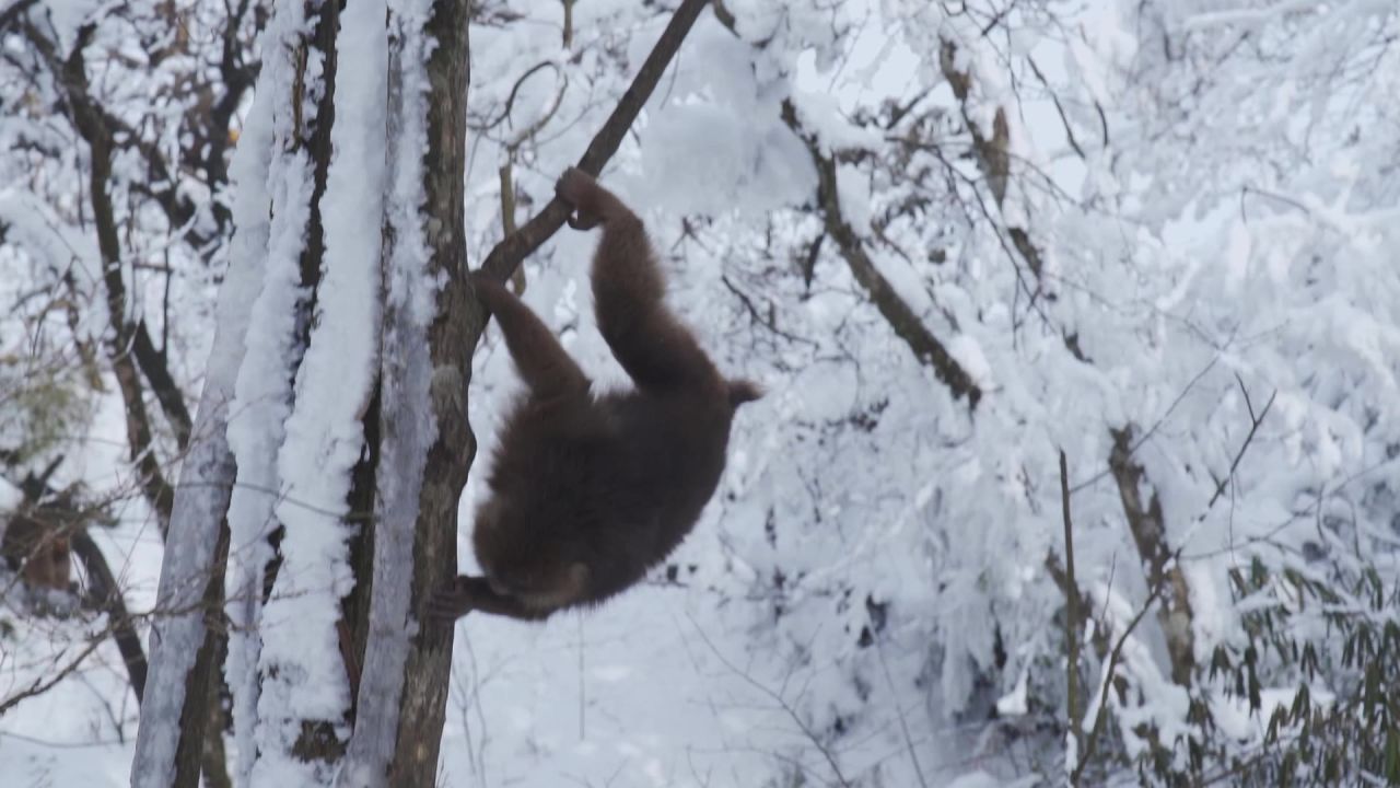 大雪后峨眉山树林中的猴子