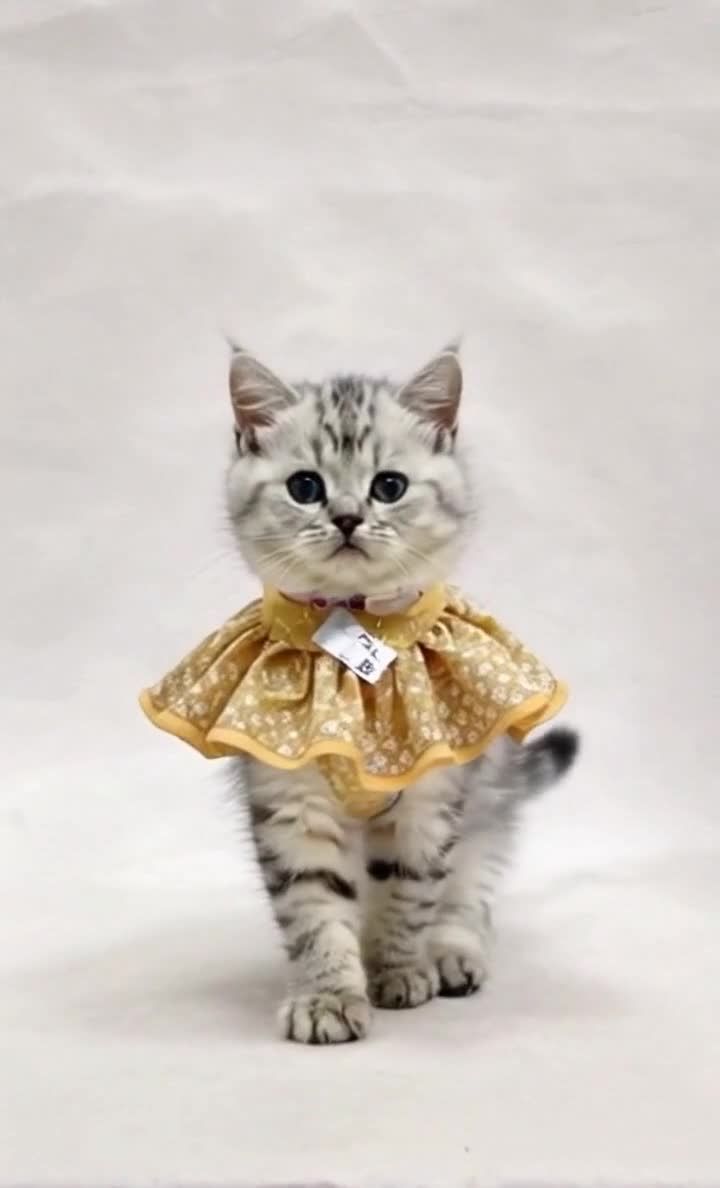 黑白小猫穿黄色碎花褶边裙
