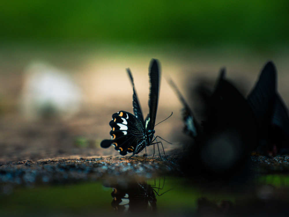 黑色蝴蝶