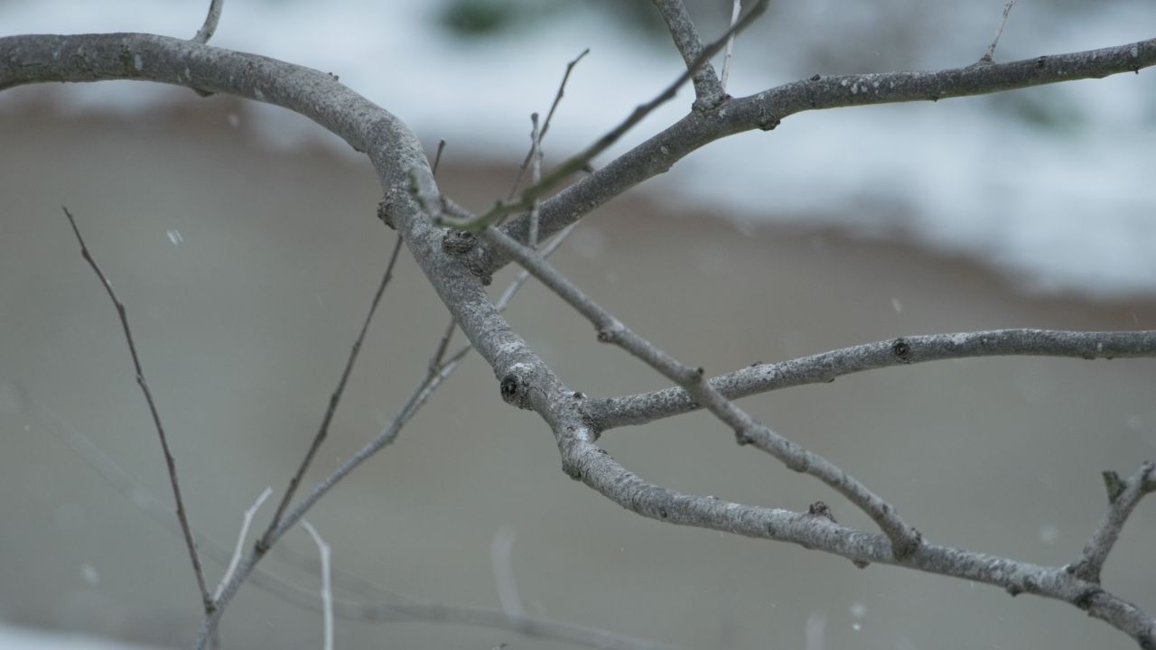 雪中树枝慢镜头升格4K实拍空镜