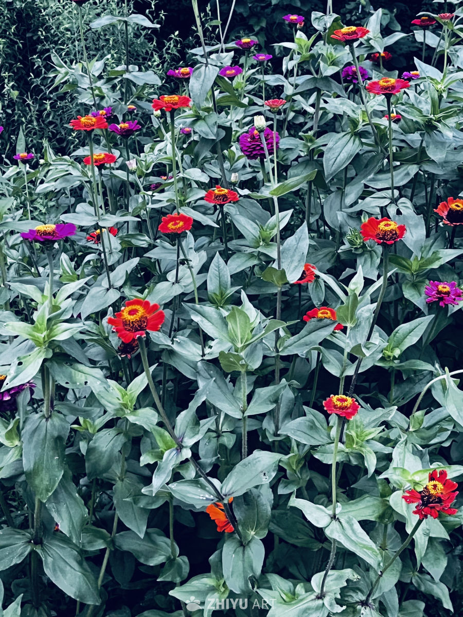 花海中的宁静时光