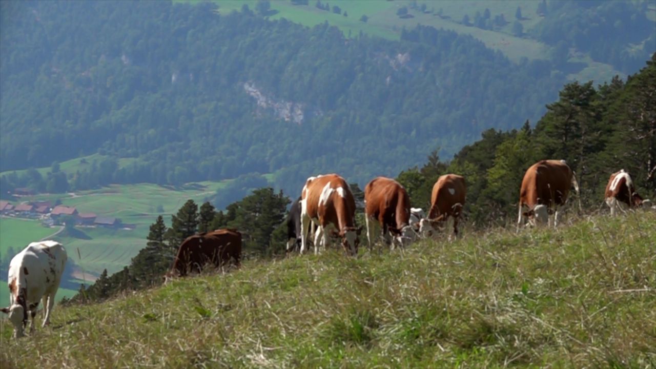 奶牛高山景观瑞士