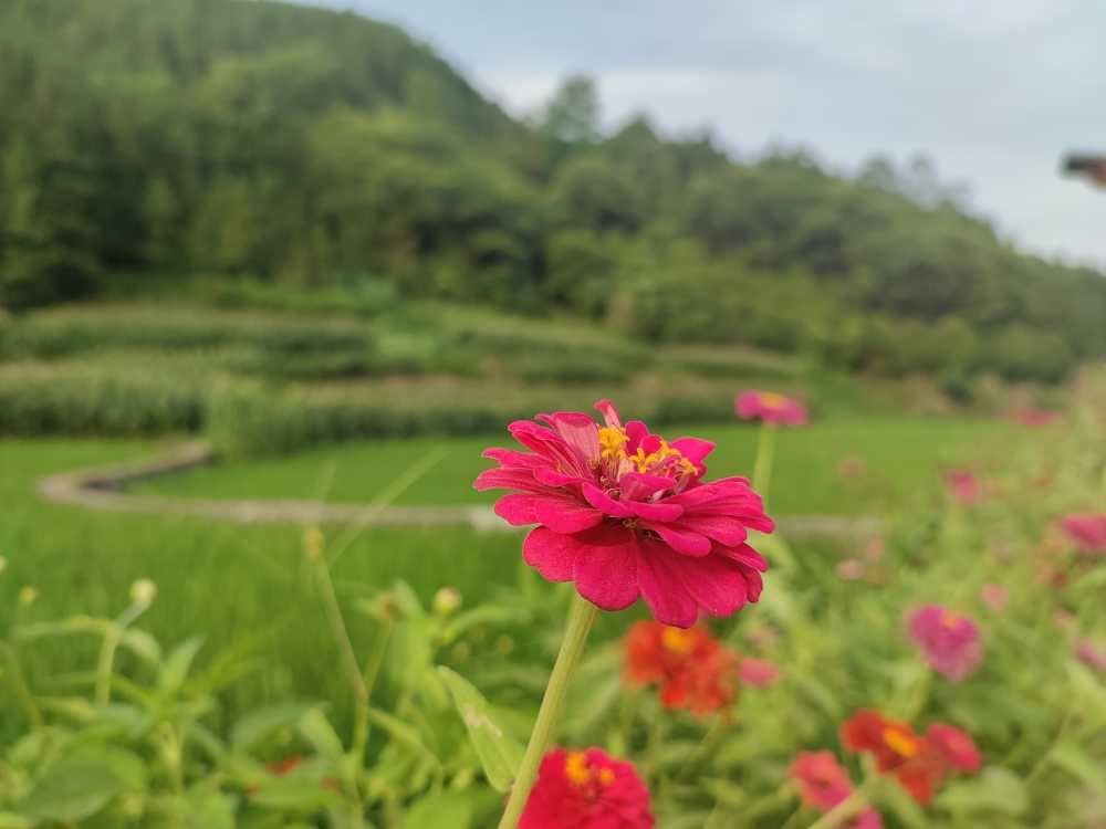 百日菊
