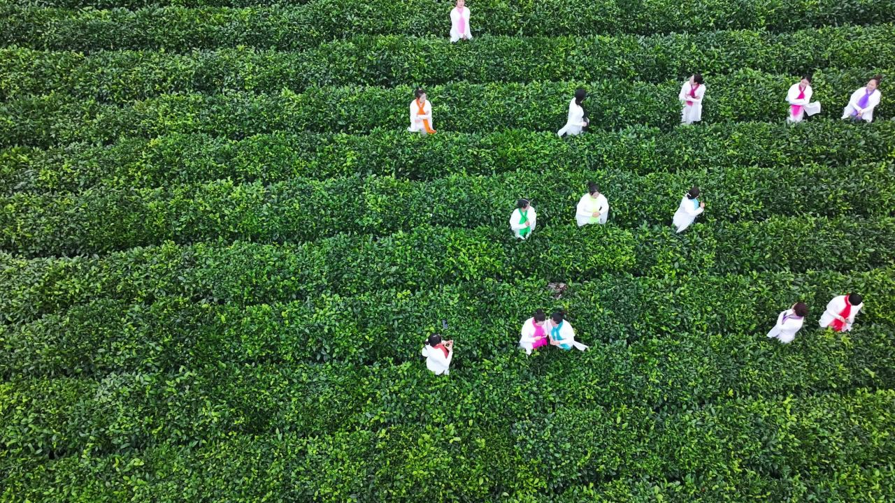 4k航拍贵州绿茶第一采基地  茶神谷茶场