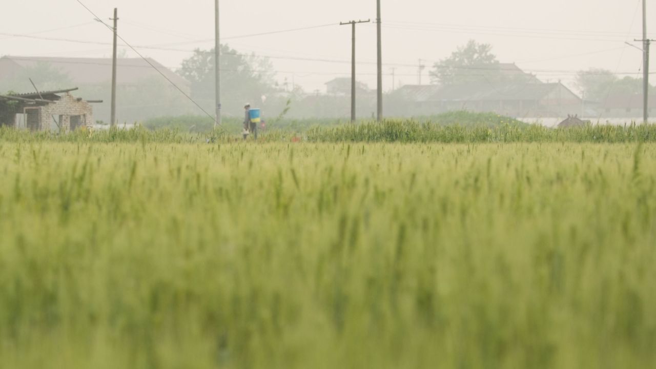 春末夏初农村田野小麦成熟 29