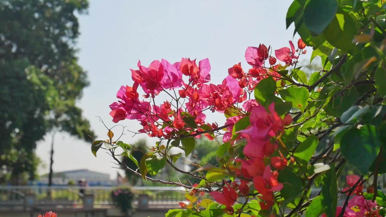 阳光微风河边三角梅9